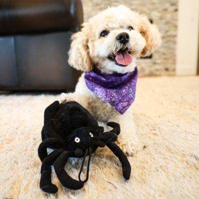 Show full view: SteelDog USA Creepy Craller Spider Crinkle Plush Dog Toy slide 6 of 7