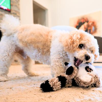 Show full view: SteelDog USA Big Eyed Lemur Crinkle Plush Dog Toy slide 6 of 7