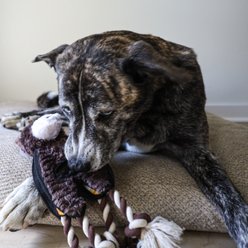 SteelDog USA Flat Tugger Bear Stuffing-Free Tug Dog Toy slide 2 of 7