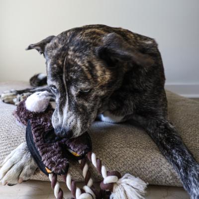 Show full view: SteelDog USA Flat Tugger Bear Stuffing-Free Tug Dog Toy slide 6 of 8