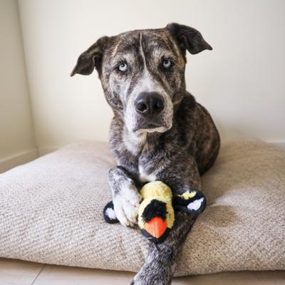 Show full view: SteelDog USA Rufian Yard Bird Yellow Finch Crinkle Plush Dog Toy slide 3 of 7