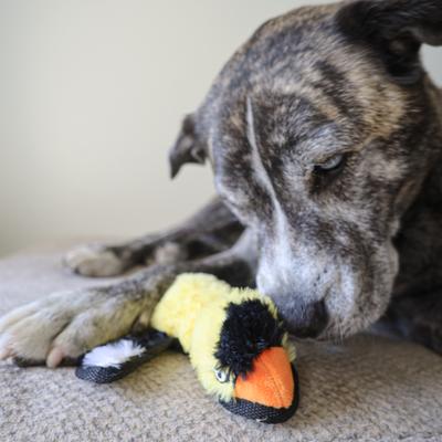 Show full view: SteelDog USA Rufian Yard Bird Yellow Finch Crinkle Plush Dog Toy slide 5 of 7