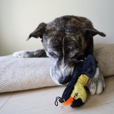 Show full view: SteelDog USA Rufian Yard Bird Yellow Finch Crinkle Plush Dog Toy slide 6 of 7