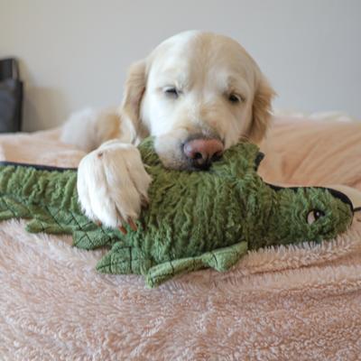 Show full view: SteelDog USA Ruffiandino Stegosaurus Plush Dog Toy slide 2 of 5