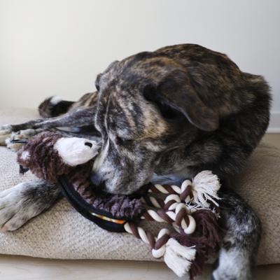 Show full view: SteelDog USA Flat Tugger Bear Stuffing-Free Tug Dog Toy slide 3 of 8