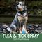 Show in main carousel: NOW Pets Health Flea & Tick Spray for Dogs, 8-fl oz bottle slide 4 of 8