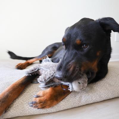 Show full view: SteelDog USA Ruffian Hoofer Donkey Plush Dog Toy slide 4 of 7