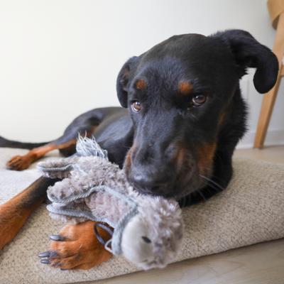 Show full view: SteelDog USA Ruffian Hoofer Donkey Plush Dog Toy slide 2 of 7