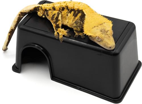 Show full view: Pangea Humidity Hide Box, Black, Small slide 7 of 7