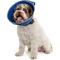 Show in main carousel: CP Basics Caring Cone E-Collar Dog Collar, Small slide 1 of 7