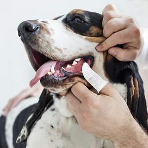 Pet Republique Soft Fabric Finger Toothbrush for Dogs, Cats, & Small Pets, 6 count