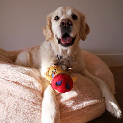 Show full view: SteelDog USA Ruffian Prairie Boar Squeaky Plush Dog Toy slide 2 of 6