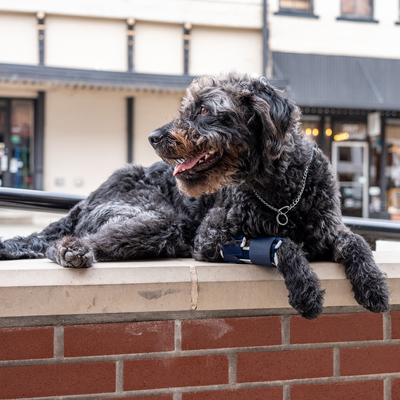 Show full view: Balto Bone Dog Fracture Brace, XX-Large slide 8 of 8