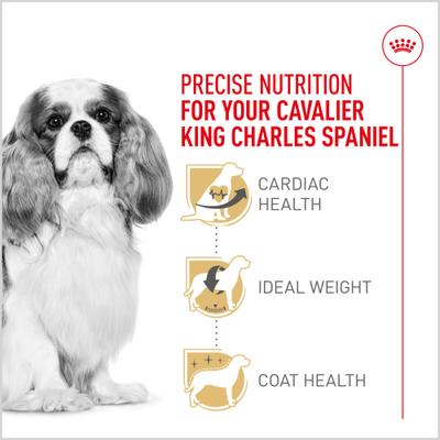 Show full view: Royal Canin Breed Health Nutrition Cavalier King Charles Adult Dry Dog Food, 10-lb bag slide 4 of 12