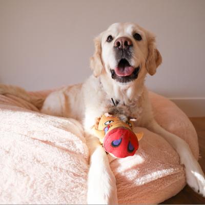 Show full view: SteelDog USA Ruffian Prairie Boar Squeaky Plush Dog Toy slide 4 of 6