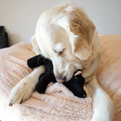 Show full view: SteelDog USA Barnyard Baller Billy Goat Crinkle Plush Dog Toy slide 6 of 8