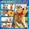 Show in main carousel: FUUFOME Hidden Pocket Crinkle Plush Dog Toy, Orange slide 3 of 8