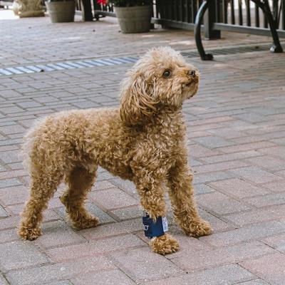 Show full view: Balto Joint Carpal Dog Compression Band, X-Large slide 9 of 9