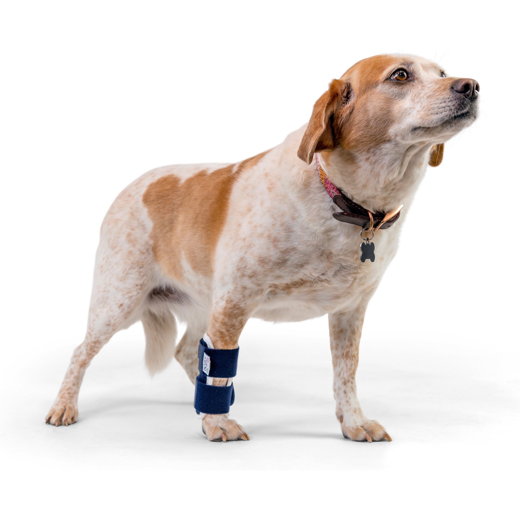 Balto Joint Carpal Dog Compression Band, Medium