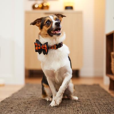 Show full view: Frisco Halloween Plaid Dog Collar with Bow, Medium slide 6 of 7