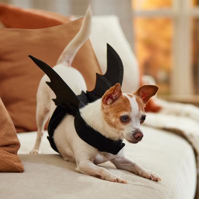 Show full view: Frisco Bat Wings Dog & Cat Costume, X-Small/Small slide 6 of 8