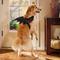 Show in main carousel: Frisco Bat Wings Dog & Cat Costume, X-Large/XX-Large slide 6 of 8