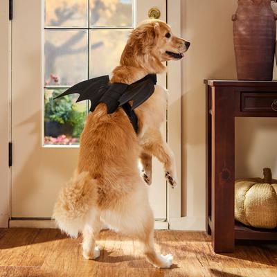 Show full view: Frisco Bat Wings Dog & Cat Costume, X-Large/XX-Large slide 6 of 8