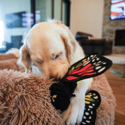 Show full view: SteelDog USA Ruffian Flyer Butterfly Tough-Chewer Plush Dog Toy slide 5 of 6