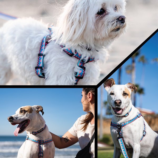 Wolfgang BuenaOnda Polyester Standard Dog Collar