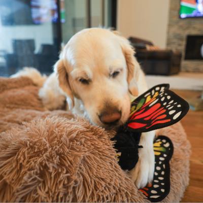 Show full view: SteelDog USA Ruffian Flyer Butterfly Tough-Chewer Plush Dog Toy slide 2 of 6