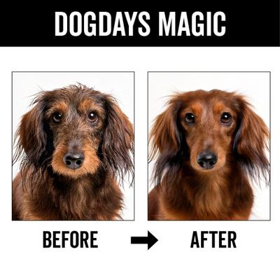 Show full view: Pride+Groom Dog Days No Rinse Dog Shampoo, 8-fl oz bottle slide 7 of 10