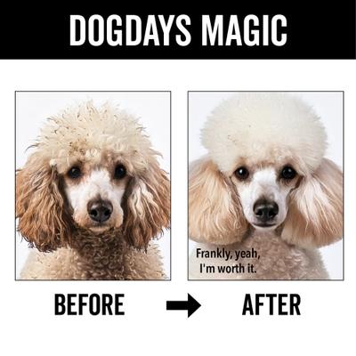 Show full view: Pride+Groom Dog Days Curly+Wavy Coat Dog Shampoo, 16-fl oz bottle slide 5 of 8