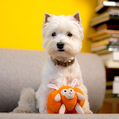 Show full view: Fikas Freaky Friends Pumpkin Bunny Squeaky Emotional Support Plush Dog Toy, Orange/Grey slide 2 of 6