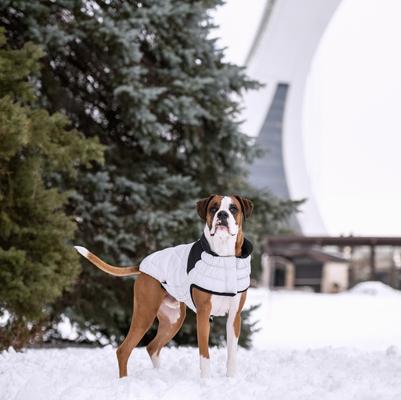 Show full view: GF Pet Diamond Solid Dog Puffer, Grey, XX-Small slide 6 of 10