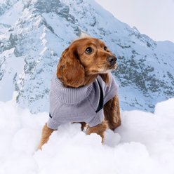 GF Pet Catalyst Solid Dog Sweater, Grey, XXXX-Large