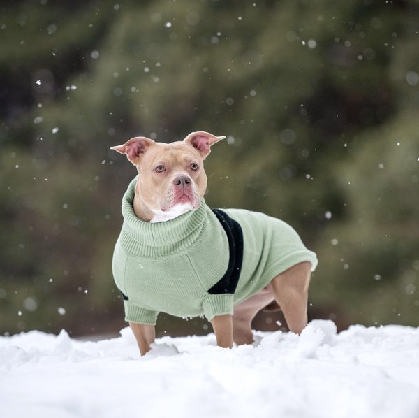 Show full view: GF Pet Catalyst Solid Dog Sweater, Green, XXXX-Large slide 4 of 7
