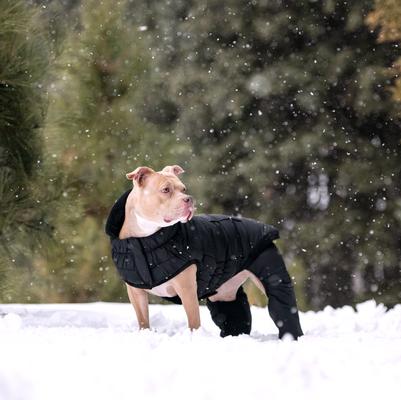 Show full view: GF Pet Odyssey Dog Snowsuit, Black, Medium slide 7 of 7