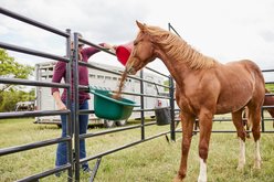 Tarter Portable Gate Horse, Cattle & Small Animal Feeder, Small: 6-gal slide 2 of 4