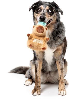 Show full view: FuzzYard CAPY-CCINO Squeaky Plush Dog Toy, Brown slide 4 of 5