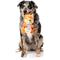 Show in main carousel: FuzzYard Karen Squeaky Plush Dog Toy, Orange slide 4 of 5