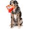 Show in main carousel: FuzzYard Moo-Hammad Ali Squeaky Plush Dog Toy, Red slide 2 of 5