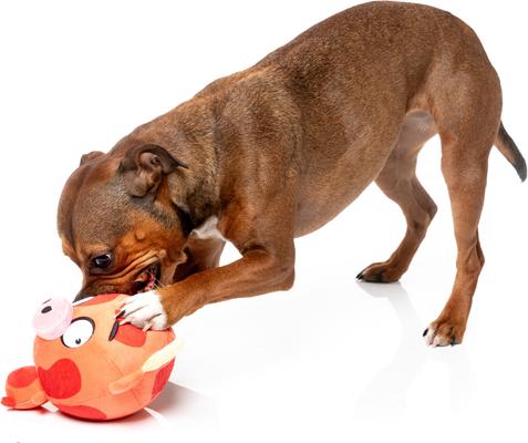 Show full view: FuzzYard Moo-Hammad Ali Squeaky Plush Dog Toy, Red slide 3 of 5