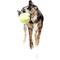 Show in main carousel: FuzzYard Tennis Ball Squeaky Plush Dog Toy, Yellow slide 4 of 4