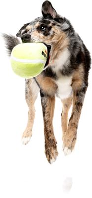 Show full view: FuzzYard Tennis Ball Squeaky Plush Dog Toy, Yellow slide 4 of 4