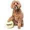 Show in main carousel: FuzzYard Tennis Ball Squeaky Plush Dog Toy, Yellow slide 2 of 4
