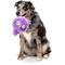 Show in main carousel: FuzzYard Hoo-Dini Squeaky Plush Dog Toy, Purple slide 2 of 5