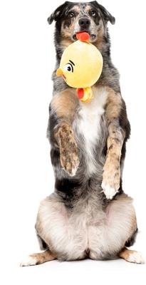 Show full view: FuzzYard Hen Diesel Squeaky Plush Dog Toy, Yellow slide 4 of 5