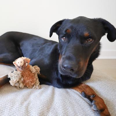 Show full view: SteelDog USA Ropers Warthog Squeaky Plush Dog Toy slide 4 of 5