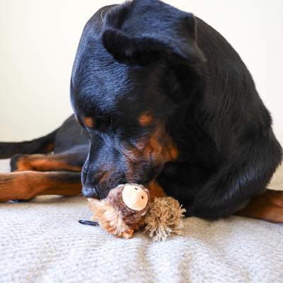 Show full view: SteelDog USA Ropers Warthog Squeaky Plush Dog Toy slide 2 of 5