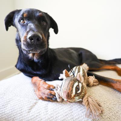 Show full view: SteelDog USA Ropers Chipmunk Squeaky Plush Dog Toy slide 5 of 7